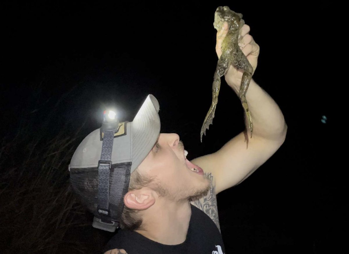 BrofessionalHNT's tweet photo. Who else loves some frog legs? 🤤🐸
•
•
•
#frog #froglegs #fried #food #yummy #froggigging #froghunting #outdoors #pond #farmpond #gigging #gigem #tasty #foodporn #country #brofessionalhunters https://t.co/kdF4VV0LDf