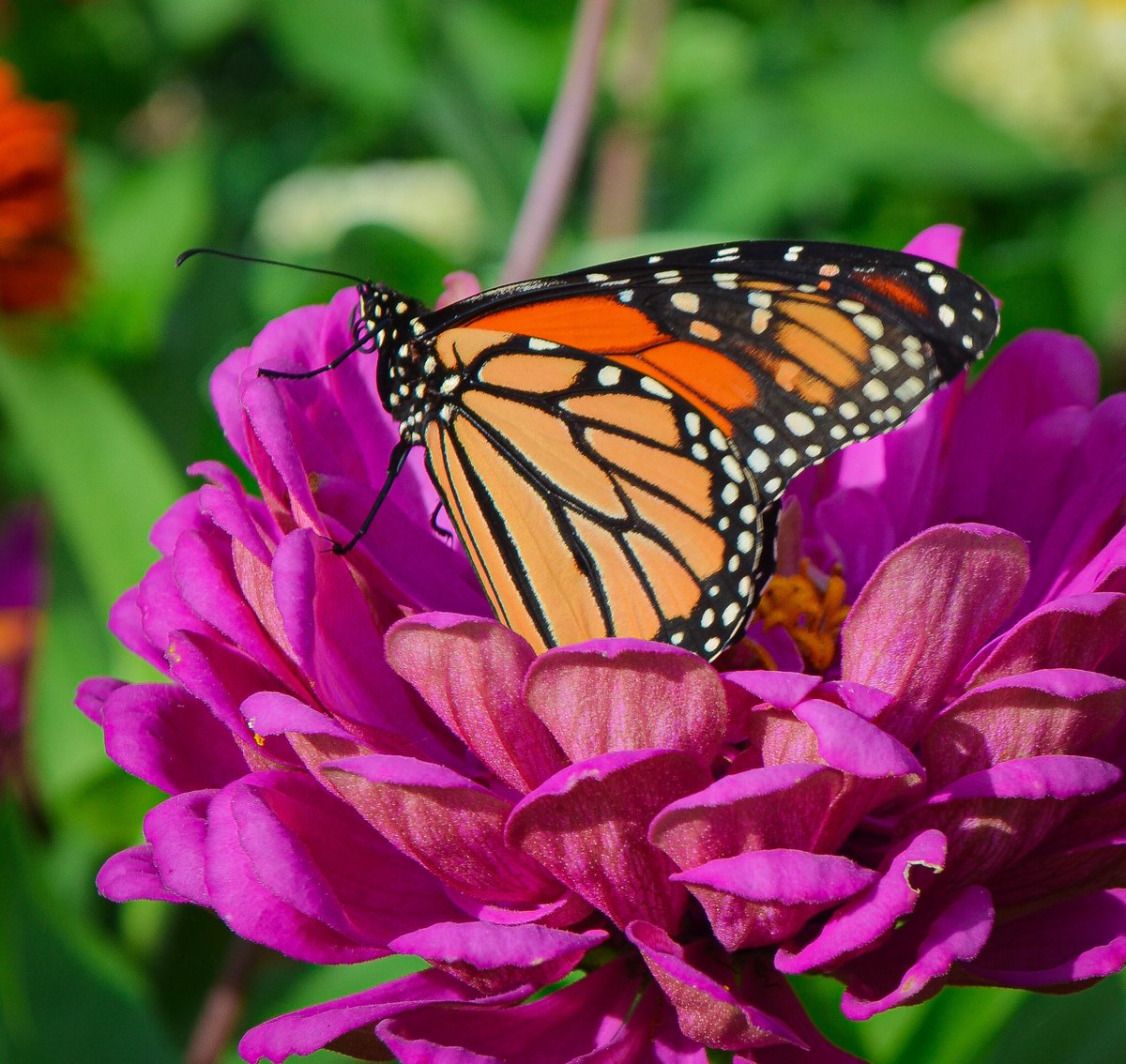 LisaBowmanPhoto's tweet photo. 🦋”Happiness is like a butterfly, the more you chase it, the more it will evade you, but if you notice the other things around you, it will gently come and sit on your shoulder.”🦋

~ Henry David Thoreau

#WorldSimplicityDay #NatureBeauty #mindfulness https://t.co/tfzxAiDpBc