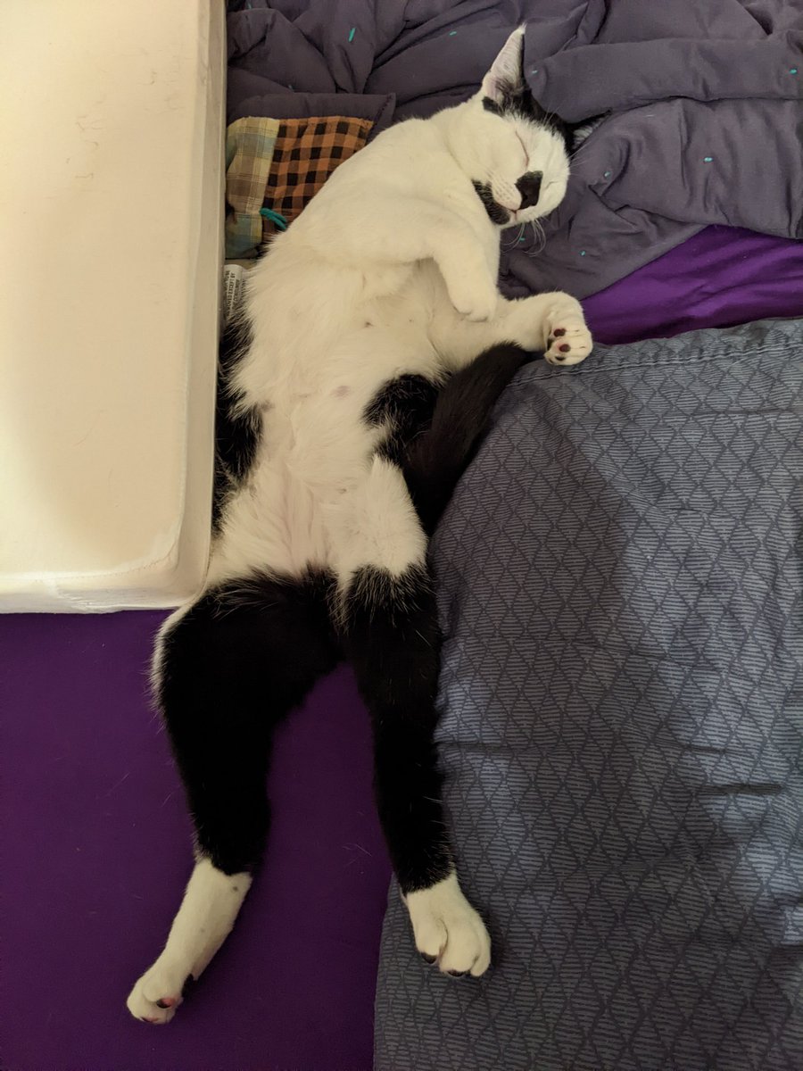 mari_keiyou's tweet photo. Turnip sleeps funny π
#mycat #Cat #TurnipCat #sleepy #kitty https://t.co/BPUzcFENxv