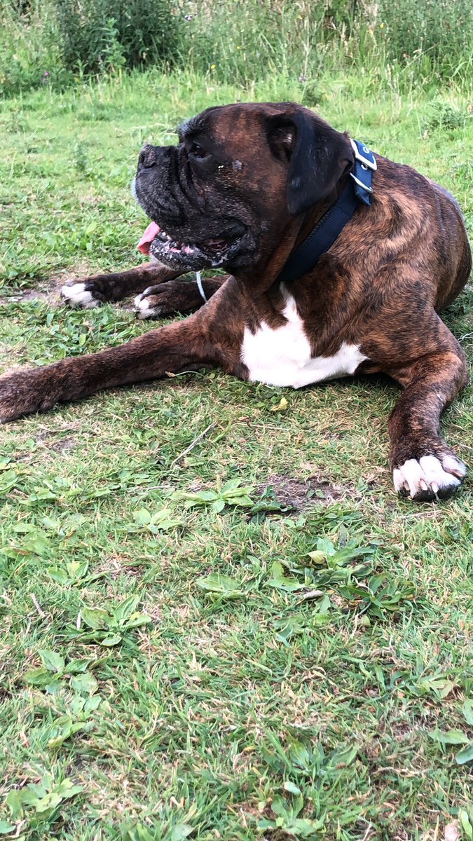 chezney100's tweet photo. Our big old boy 😍💙 #DogsofTwittter #boxerboy https://t.co/NgBJyglr1G
