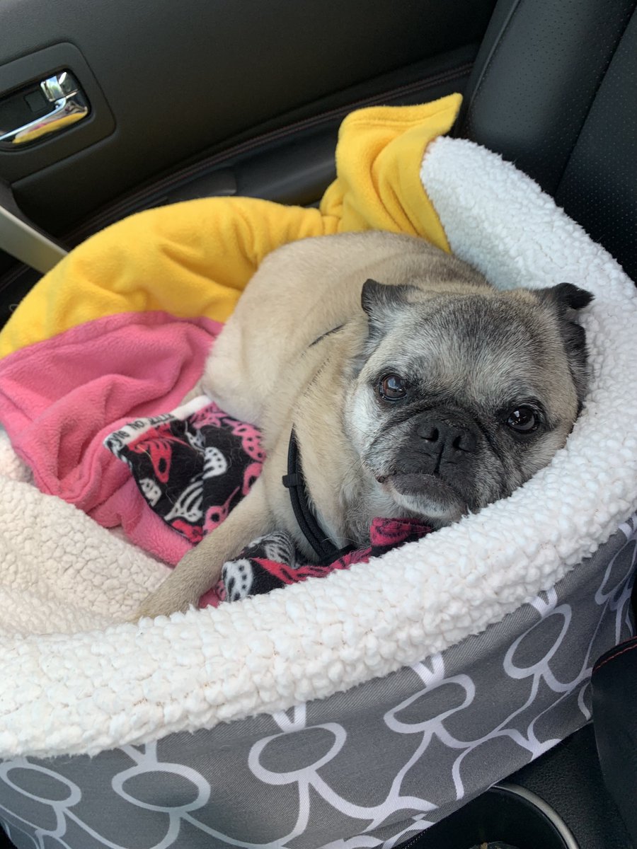 jamie_fitzke's tweet photo. One of my very few non-energy tweets: After 16 years with us, we had to say goodbye to our dear #pug, Mr. Pickles (extended tribute on FB) 
Pickles was one of the most unique creatures we’ve known, unlike most pugs he had a super high level of energy &amp; only slept a few hours 1/4 https://t.co/gmEF3DXeco