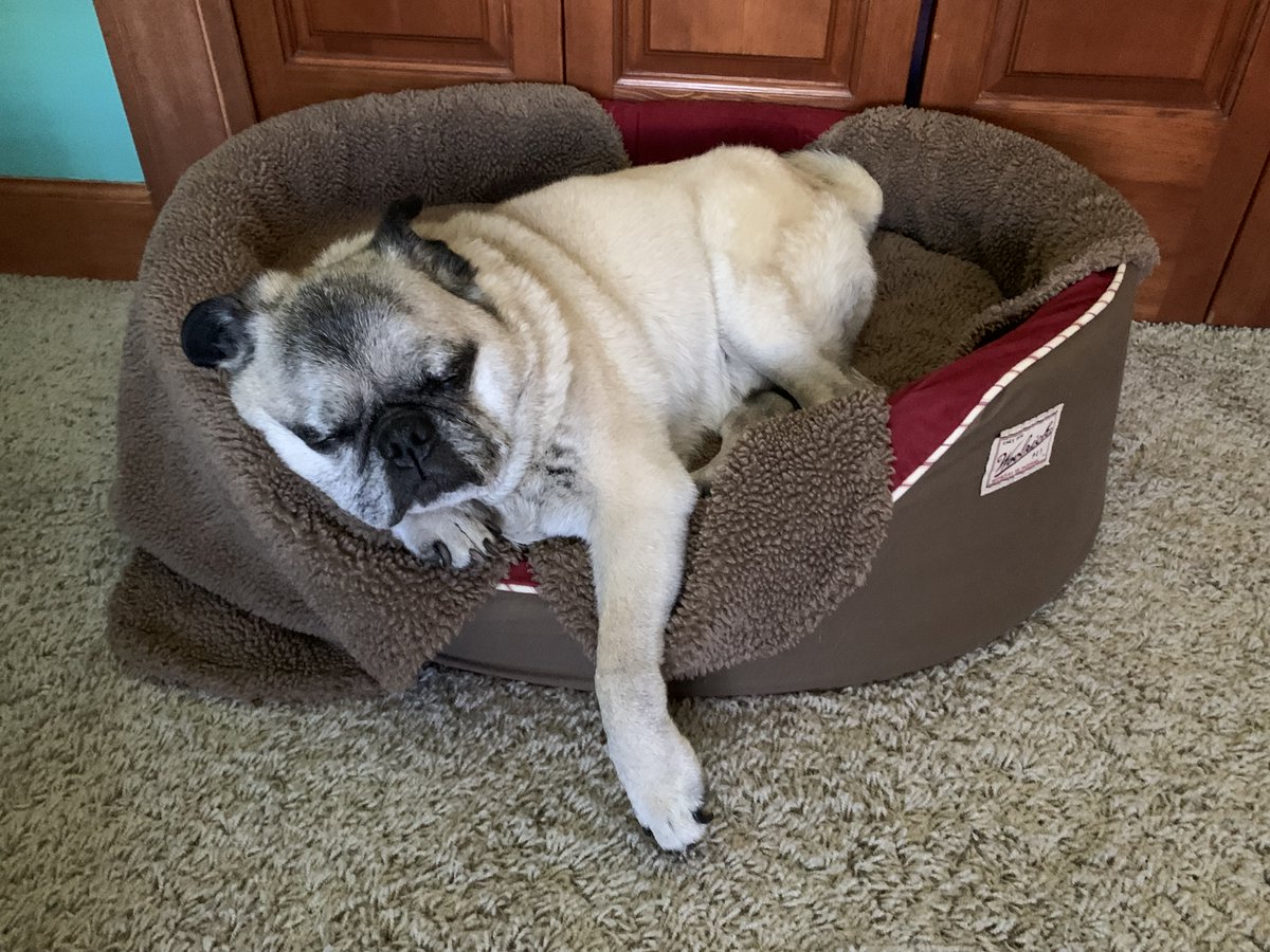 jamie_fitzke's tweet photo. One of my very few non-energy tweets: After 16 years with us, we had to say goodbye to our dear #pug, Mr. Pickles (extended tribute on FB) 
Pickles was one of the most unique creatures we’ve known, unlike most pugs he had a super high level of energy &amp; only slept a few hours 1/4 https://t.co/gmEF3DXeco