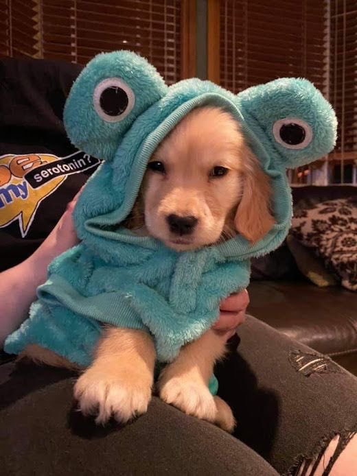 DogsInOnesies's tweet photo. https://t.co/OWtCuOf7Bu