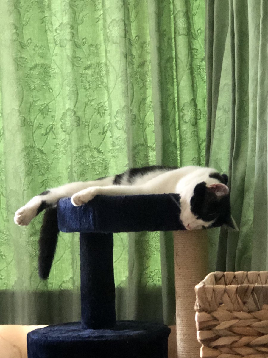 JesseandGiz15's tweet photo. #visitingcat Found like this on hooms return home ….💤 #notourcat Oscar https://t.co/2pAJBDQFae