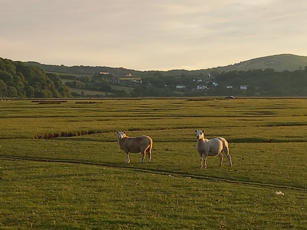 Last ewe to gather before the High tides for the next week. Nice evening for it
