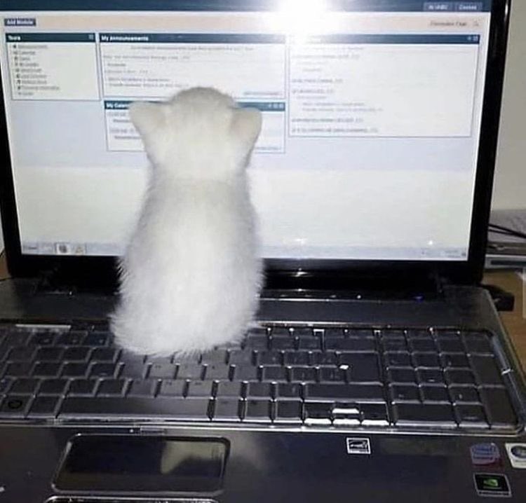 @TheRavisk @VIRTUALDEATH95 @lolmiseria @iamsp1rit me rn staring at my silly little screen not understanding a single thing https://t.co/p09hPRWk4k