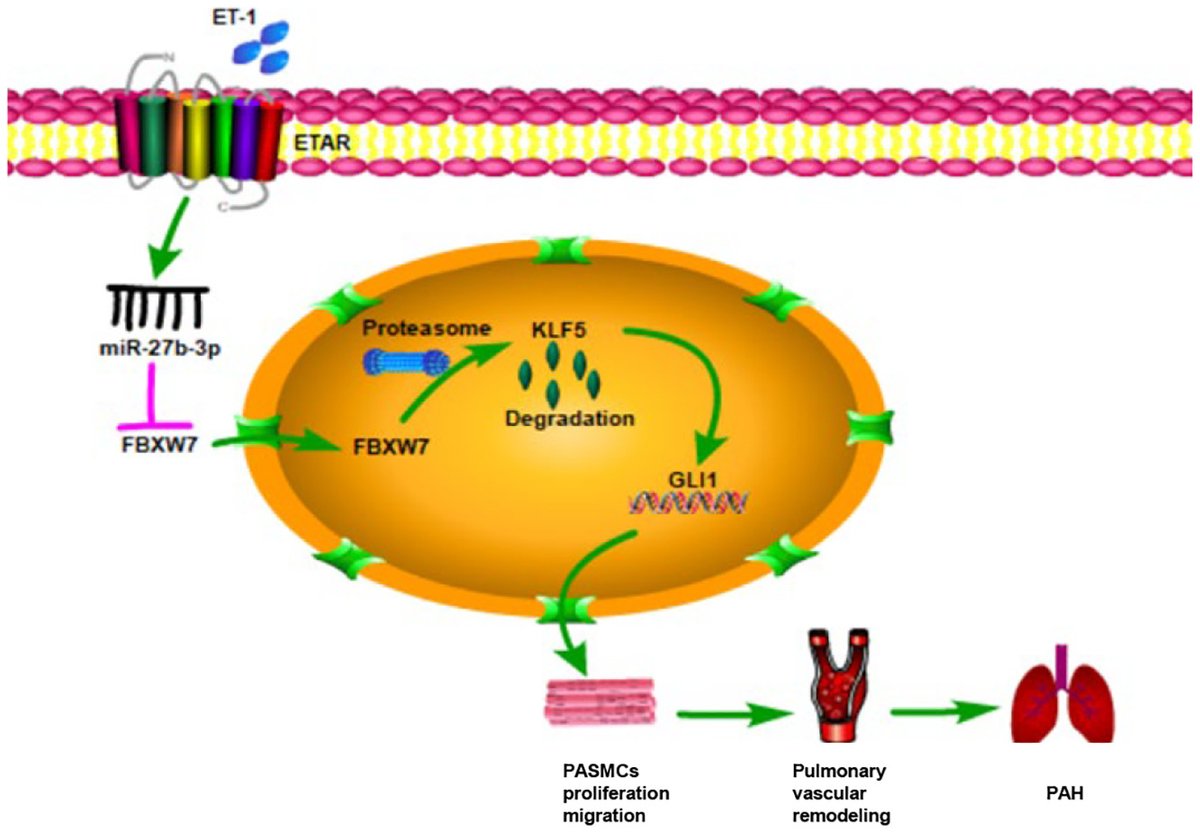 JMCCardiology's tweet photo. Just published!  Induction of GLI1 by miR-27b-3p/FBXW7/KLF5 pathway contributes to pulmonary arterial hypertension.

Read at: https://t.co/xA17OlsznS https://t.co/FsM8buZhvj