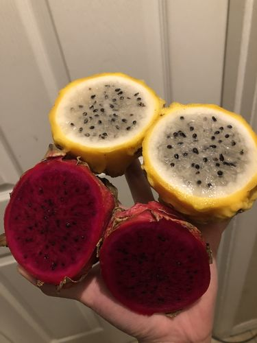 Red Dragonfruit (Pitaya) Box – Miami Fruit