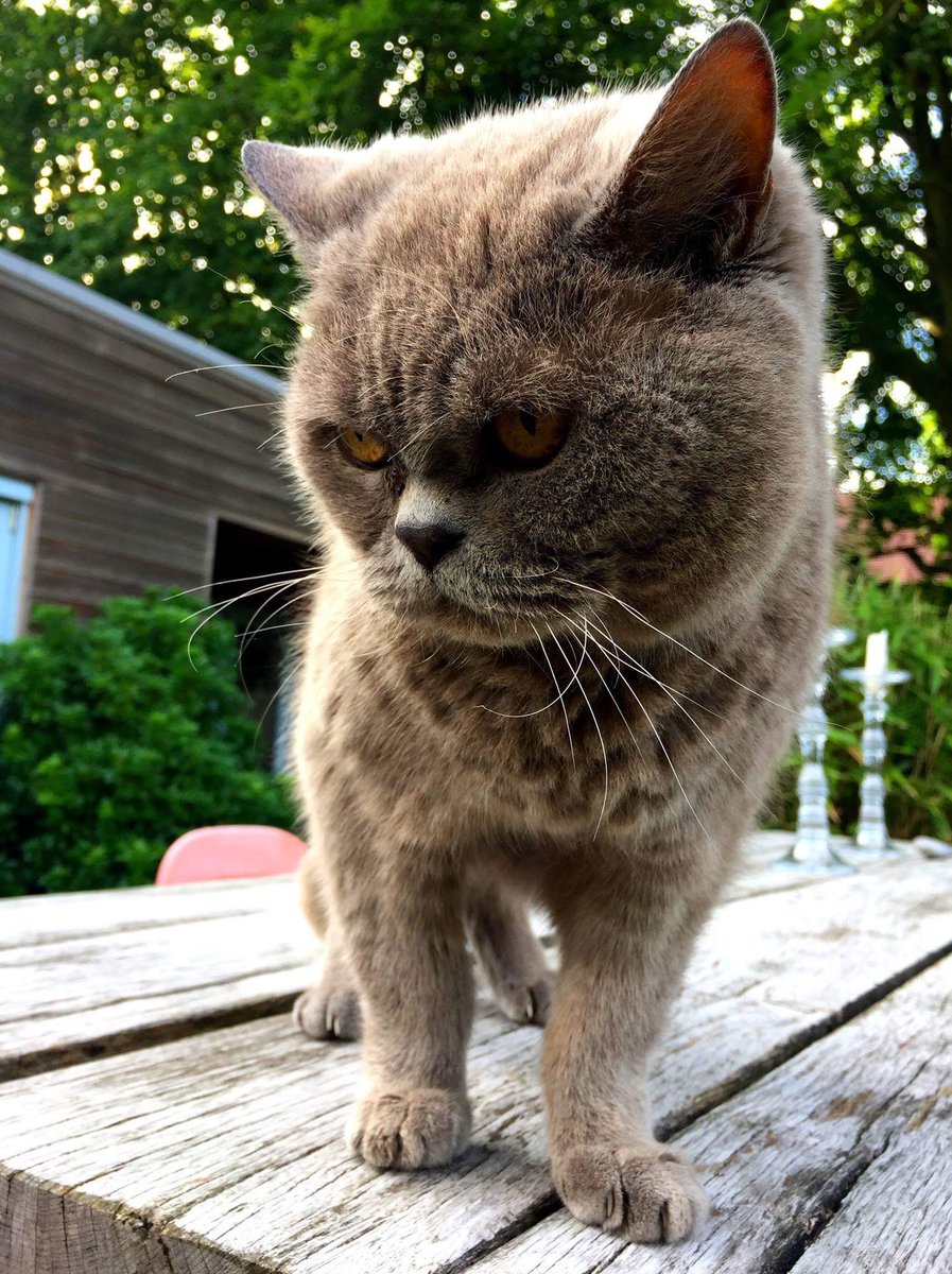 Got snacks? 😋😋 Mr. K2 of #UK  #cats #photographer #photography #tuesdayvibes #England