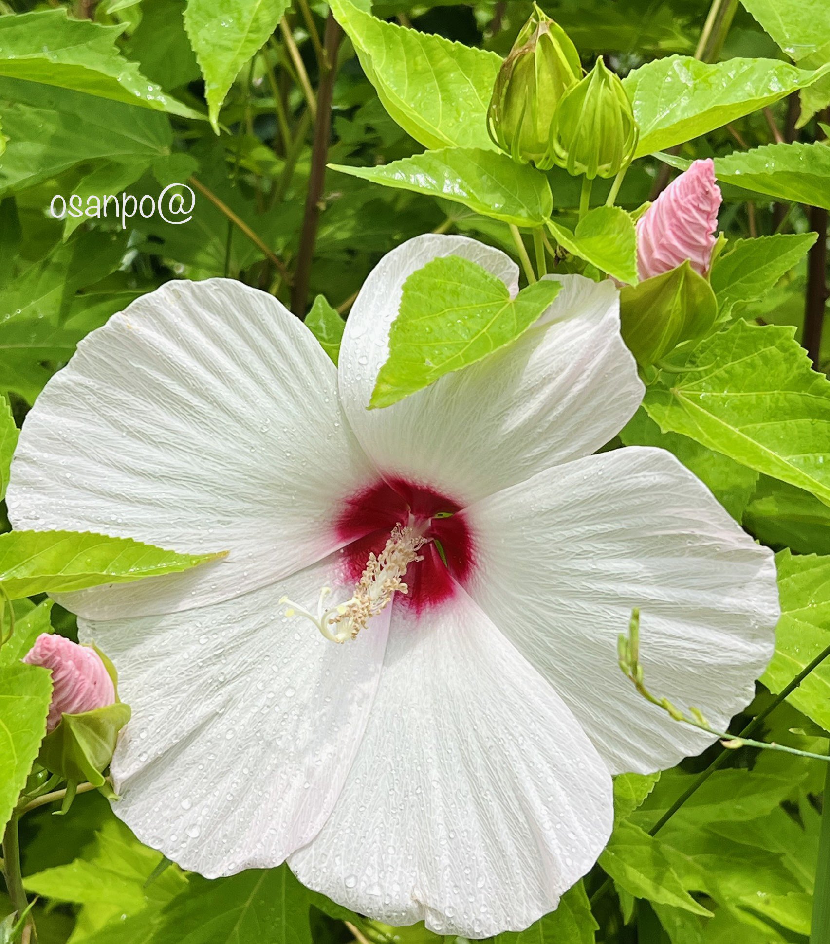 おさんぽ キリトリセカイ 花さんぽ 赤塚植物園が開発した大型の宿根ハイビスカス タイタンビカス アメリカフヨウとモミジアオイの交配選抜種 一日花で人の顔の大きさぐらいの大きな花 直径15cm 25cm を咲かせます 花言葉 美しさ