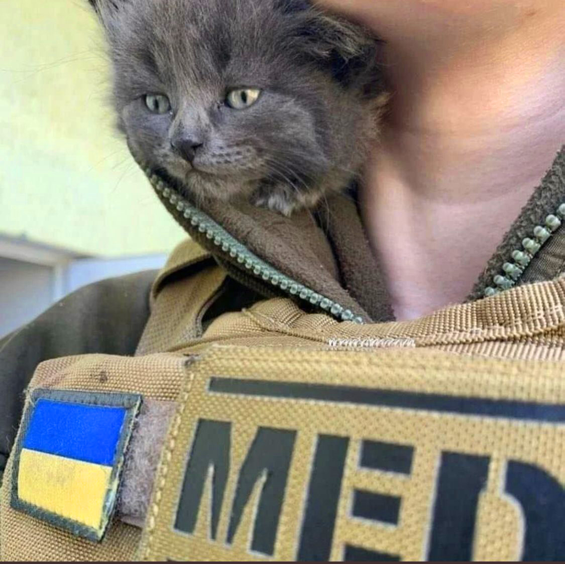 LorenzoTheCat's tweet image. I will not stop posting Ukrainian cat photos until the evil Russians are defeated. 🇺🇦❤️🐱