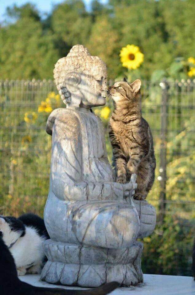 sam85603's tweet image. Neither will I..
🐱🐾🇺🇦❤