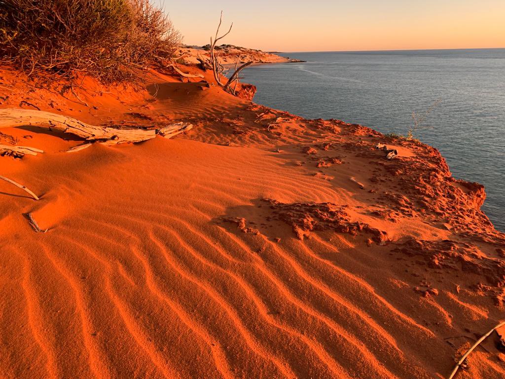 Shark Bay Dolphin Research tweet media