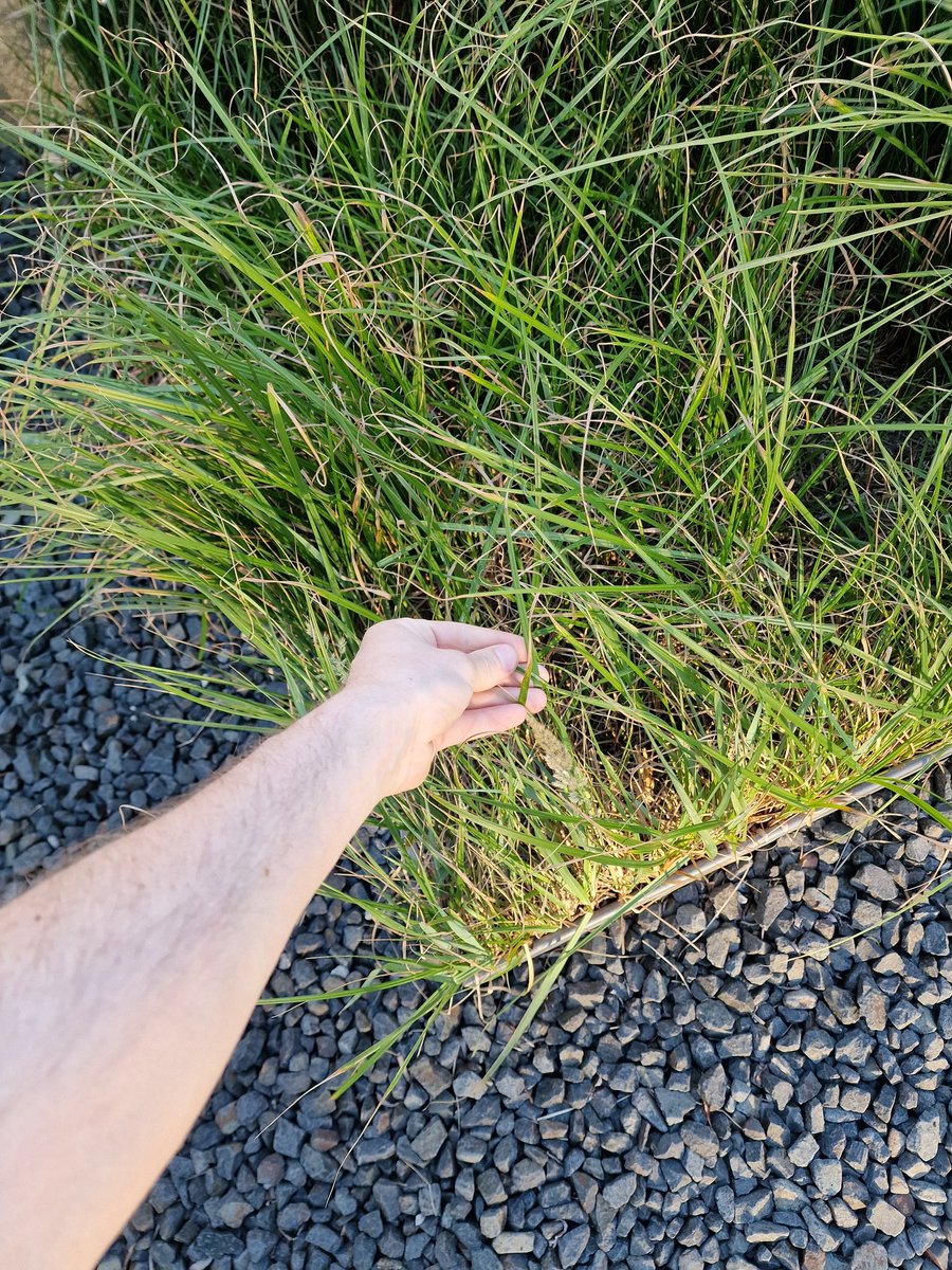 Touch grass challenge day 1