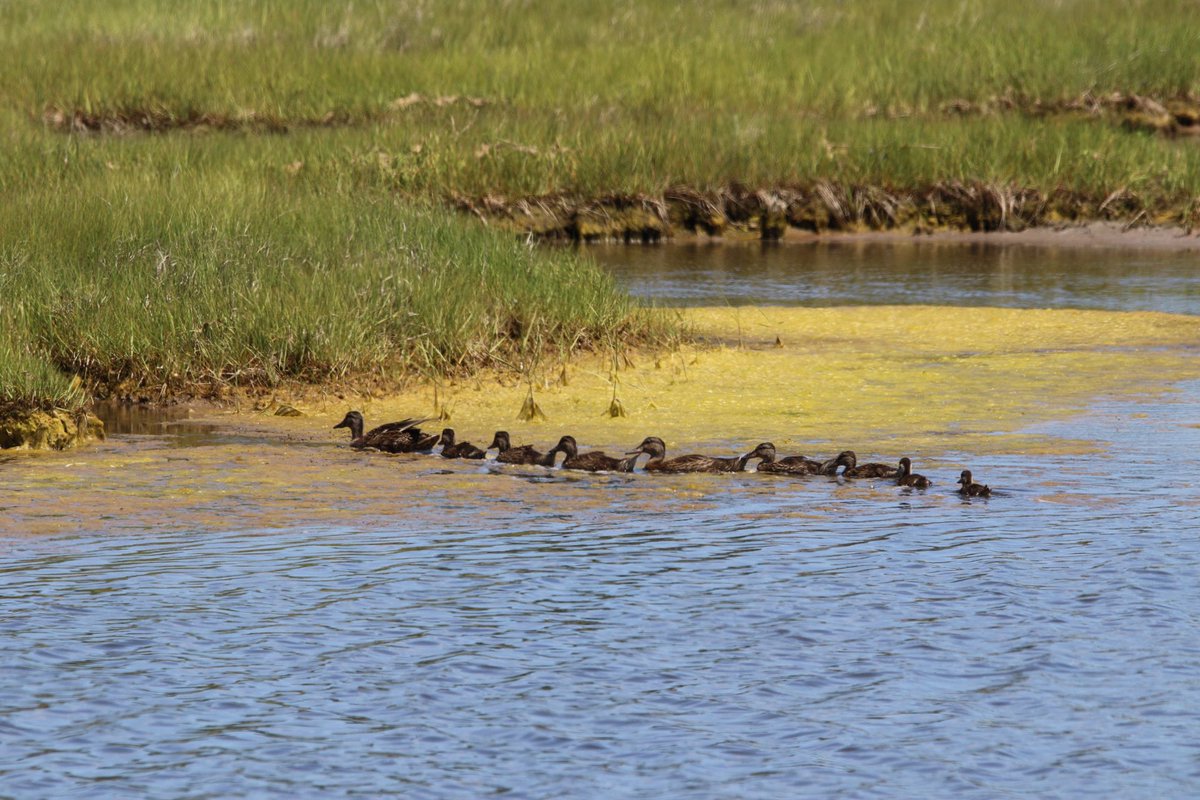 kyle_odonnell_'s tweet photo. I'd liike
to staaaay
and taste my first champaaaggggne
#birds #birdtwitter #birdsofboston #mallards #ducks #quackers https://t.co/DIrjDILtCy