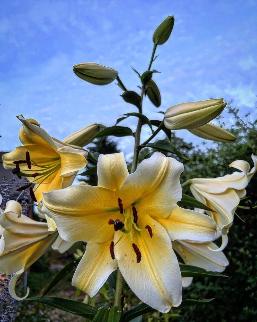 Madsound's tweet photo. The #lilies are beginning to arrive. #fleurs #moulin #flowermill #ceauce #orne61 https://t.co/D6aA4DAhRL https://t.co/YS4RLcKNPr