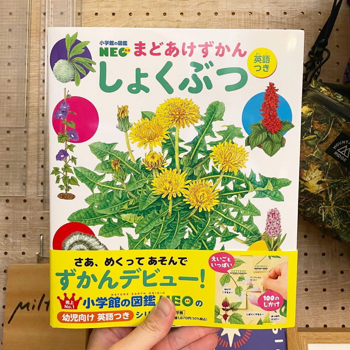 miltata's tweet photo. 【works】小学館 / まどあけずかん「しょくぶつ」のイラストを担当させていただきました🌿　監修に塚谷裕一先生。
イラストレーターとして活動を始めた頃から図鑑の仕事がしたいと思っていて、念願のお仕事でした。

本日発売ですので、ぜひ！📚

https://t.co/DhrdRcVx6H https://t.co/1VDQ8lx4eM