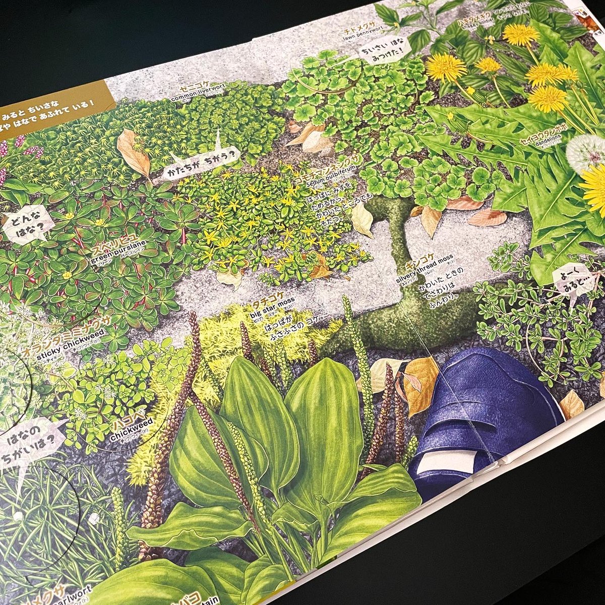 【works】小学館 / まどあけずかん「しょくぶつ」のイラストを担当させていただきました🌿　監修に塚谷裕一先生。
イラストレーターとして活動を始めた頃から図鑑の仕事がしたいと思っていて、念願のお仕事でした。

本日発売ですので、ぜひ！📚

shogakukan.co.jp/pr/neo/madoake/