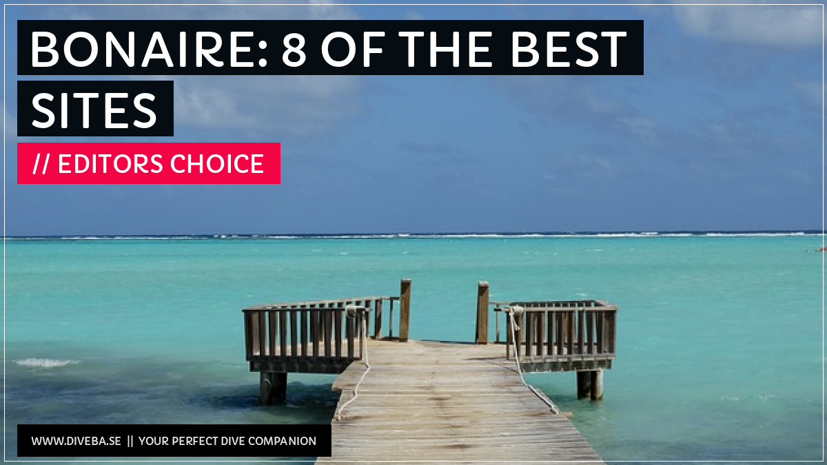 divebaseapp's tweet image. Todays highlight: 

✔ Bonaire: 8 of the best sites

📲 Download the #Divebase App for iOS and Android and discover great dive locations! go.diveba.se
