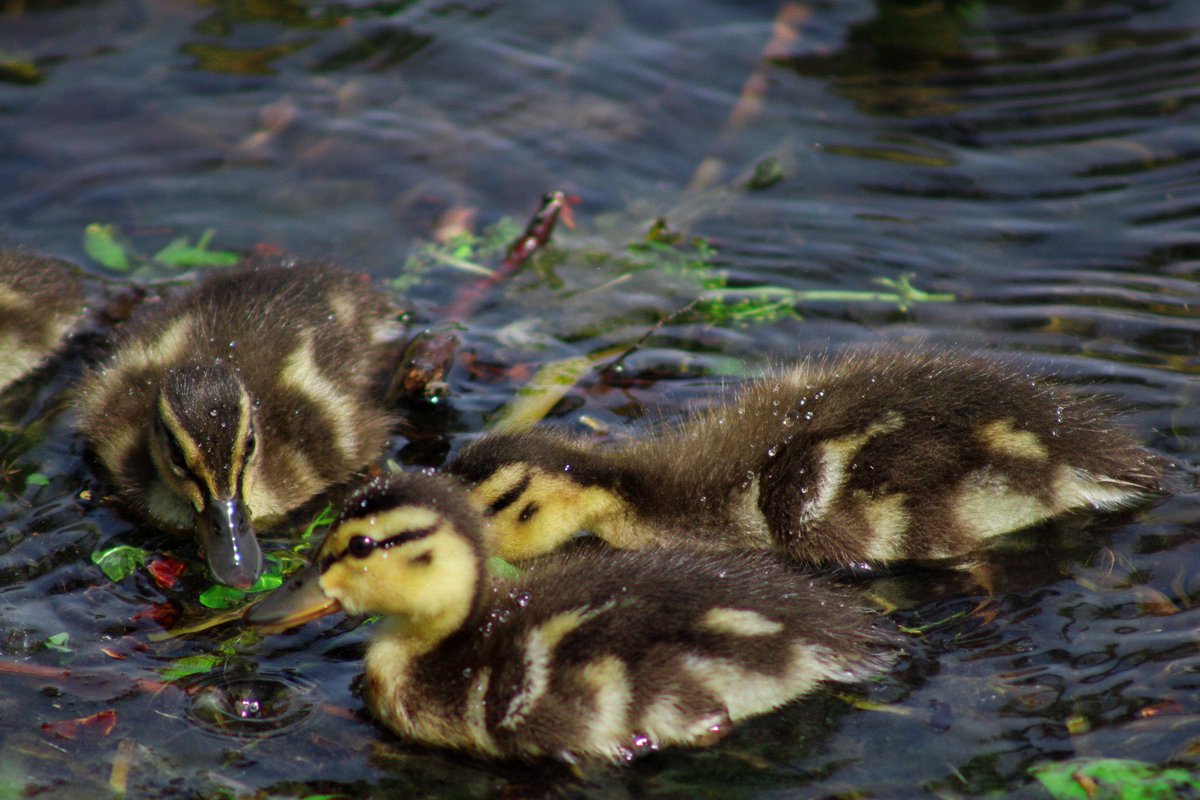 scobzilla_101's tweet photo. Ducks 🦆 
#photography #photooftheday https://t.co/jYTPb3lRk1