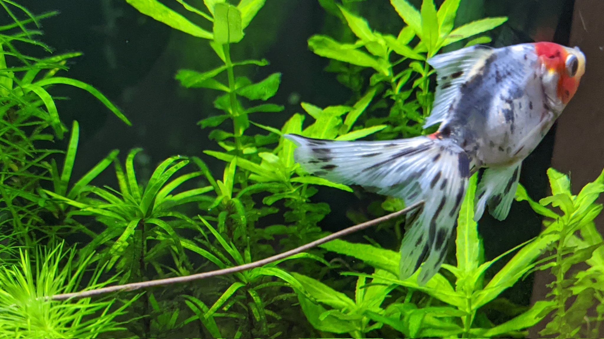 金魚のふん Twitter Search Twitter