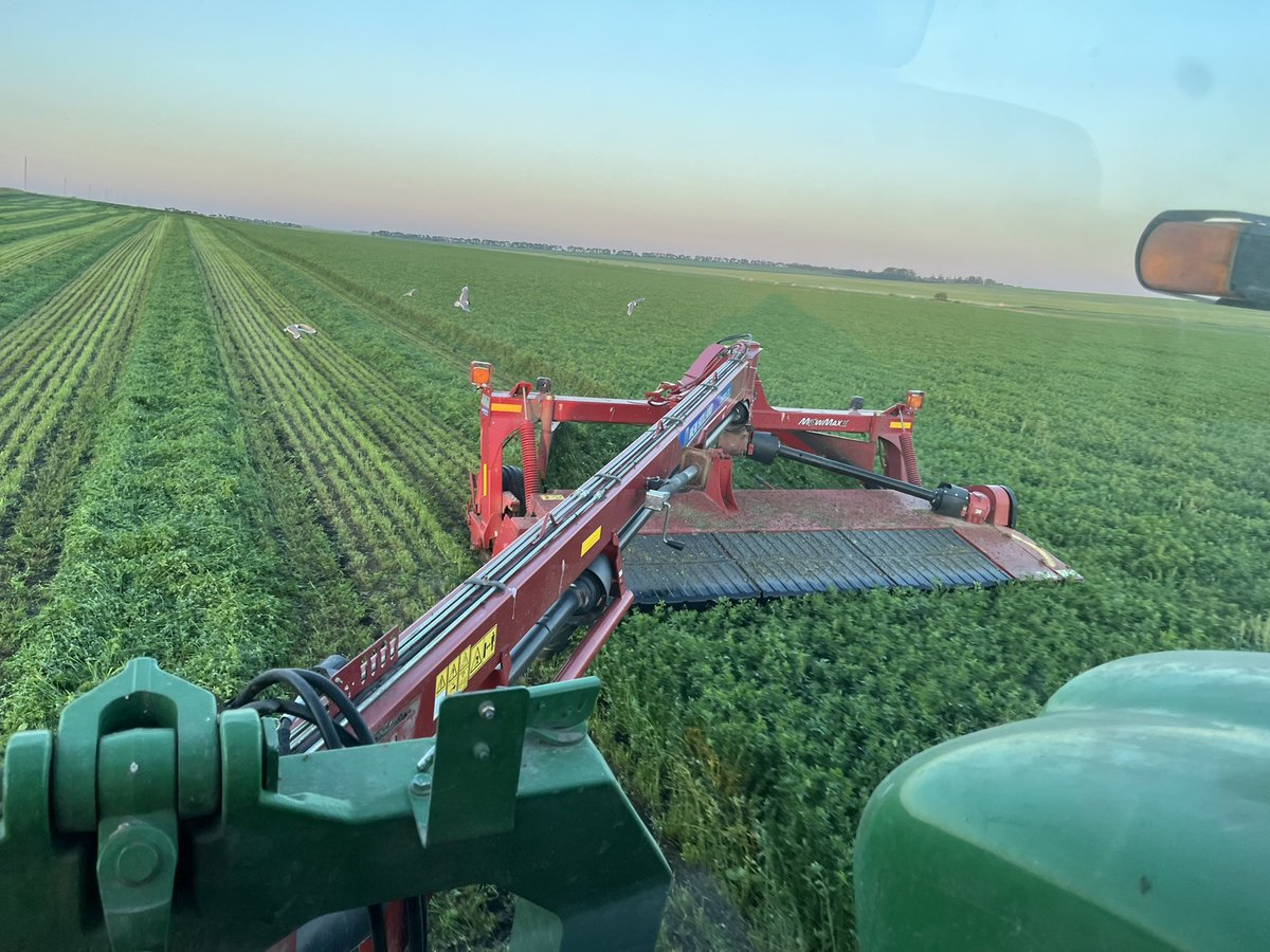 MarkFijala's tweet photo. Round 2 of alfalfa https://t.co/RmR0ZbeXUA