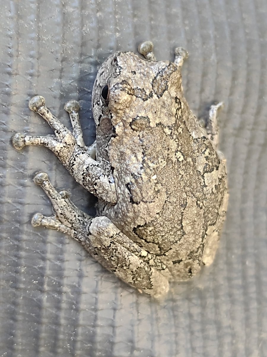 NerdyMcWordy's tweet photo. Saw this handsome #graytreefrog while cat sitting yesterday https://t.co/JO8gbgGQ9K