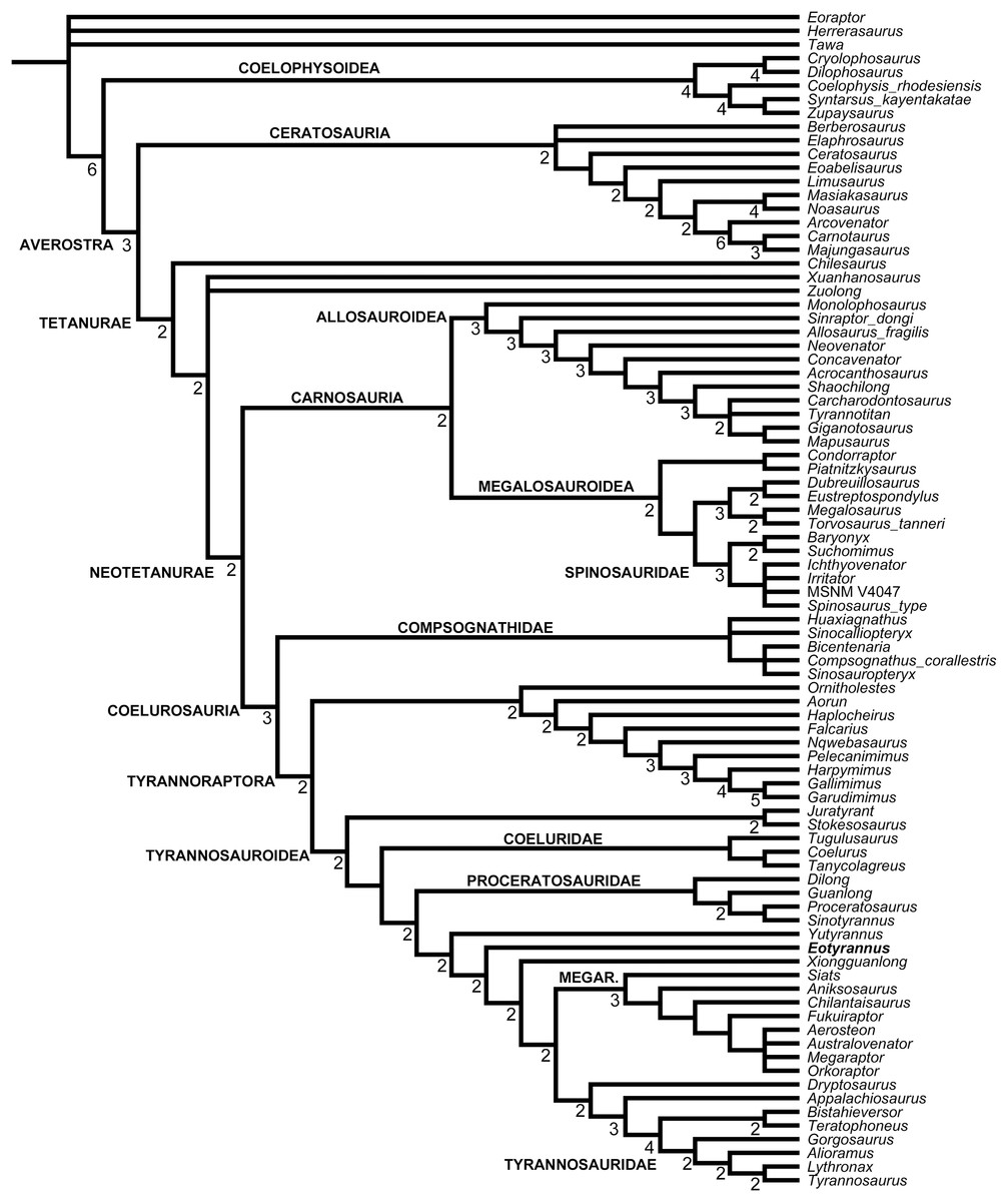 The megaraptorans are a group of medium to large theropod dinosaurs that have come to light only in...