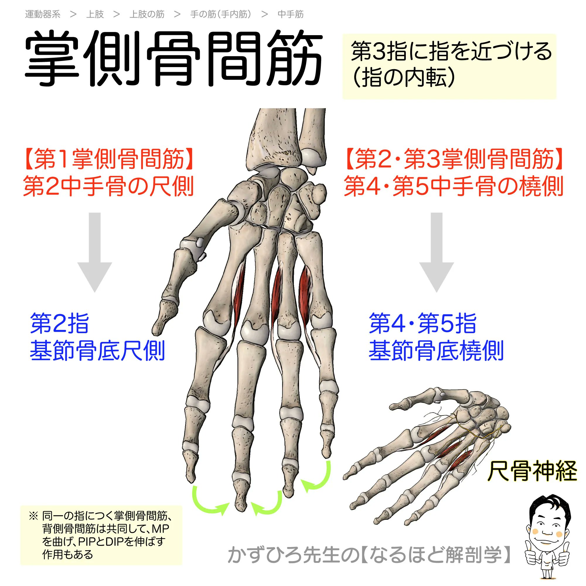 口腔解剖学 1 骨学 口腔解剖学 1骨学 頭蓋学(上條雅彦) / 古本配達本舗 / 古本