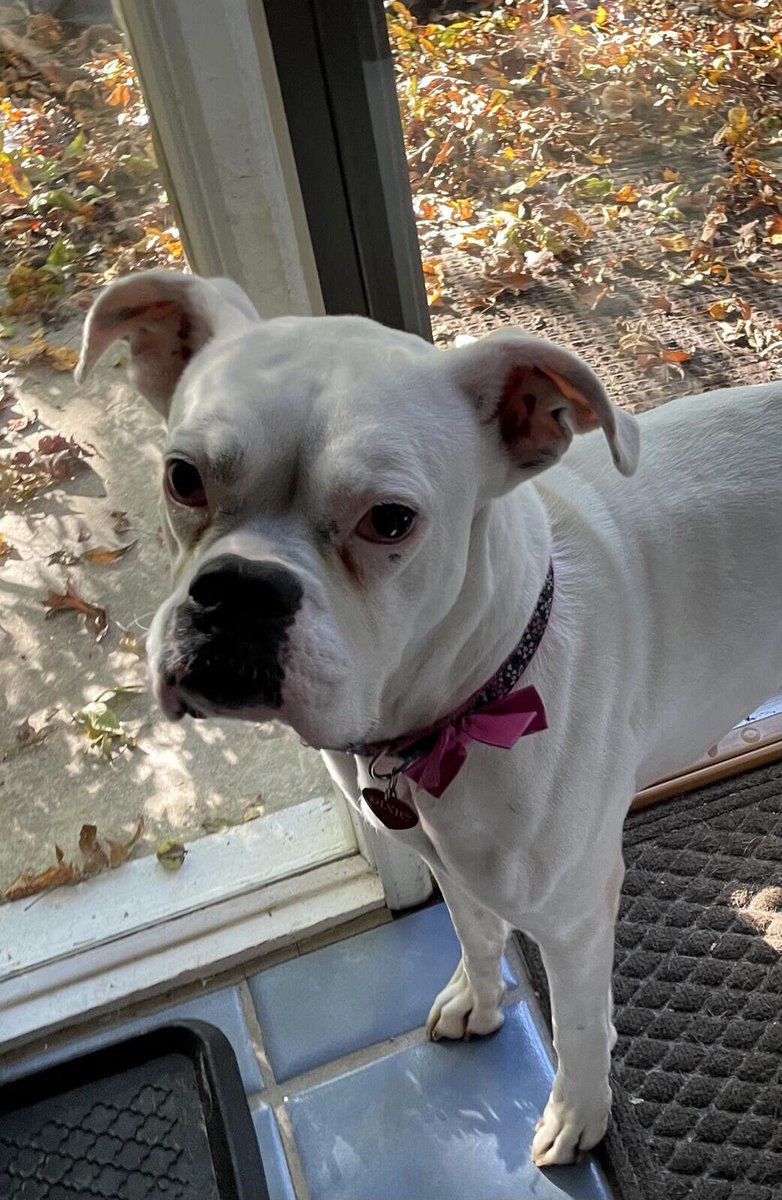 Plz Donate, Abandoned in heat, very sick, saved on faith w/out pledges. PayPal.me/BoxerRescueVT #retweet #tag #donations plz give any amt. <a href="/JaniceH65368463/">Jannyjan</a> <a href="/DogLovesWine/">Tom Magnum</a> <a href="/mandyyygg/">Maggietheboxer</a> <a href="/boxer_sacha/">Boxer Stella (RIP Sacha)</a> <a href="/nottaporter/">Kimberly</a> <a href="/kimgal66/">Kim Gallant</a> <a href="/MavrocksGirl/">Gigi & James Garner</a> @01ota <a href="/ElizGriff2016/">Elizabeth Griffith</a> <a href="/Beata_Azlan/">Arći (In memory of AZLAN🌈)</a> <a href="/GatsbyBoxer/">Gatsby the Boxer</a>