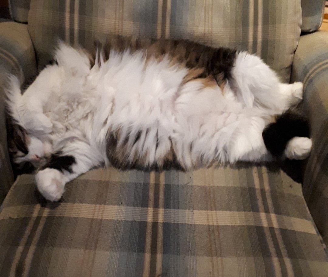 KatSpraggett's tweet photo. @rickygervais Headless beast outgrows scratchy box takes over scratchy chair. https://t.co/qt0LFSiXOn