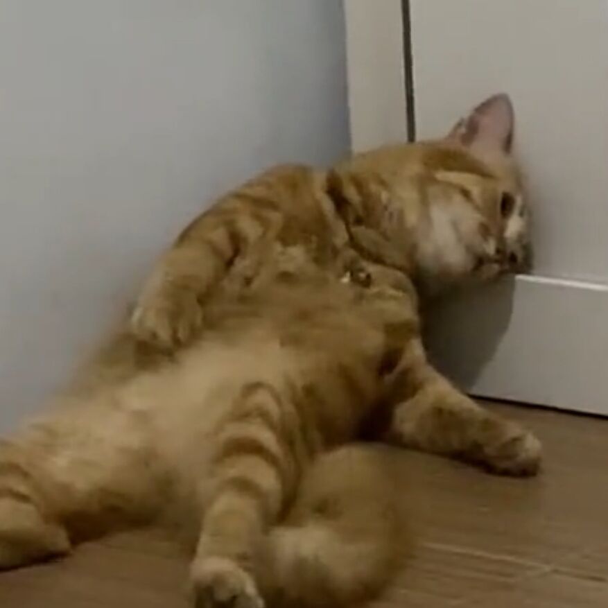 I always wear slippers to go somewhere  and come back with barefeet,then after that,if I wanna go somewhere again,I will wear kuroo's slippers and leave them again,so....we all barefeet because we never know where the slippers are....