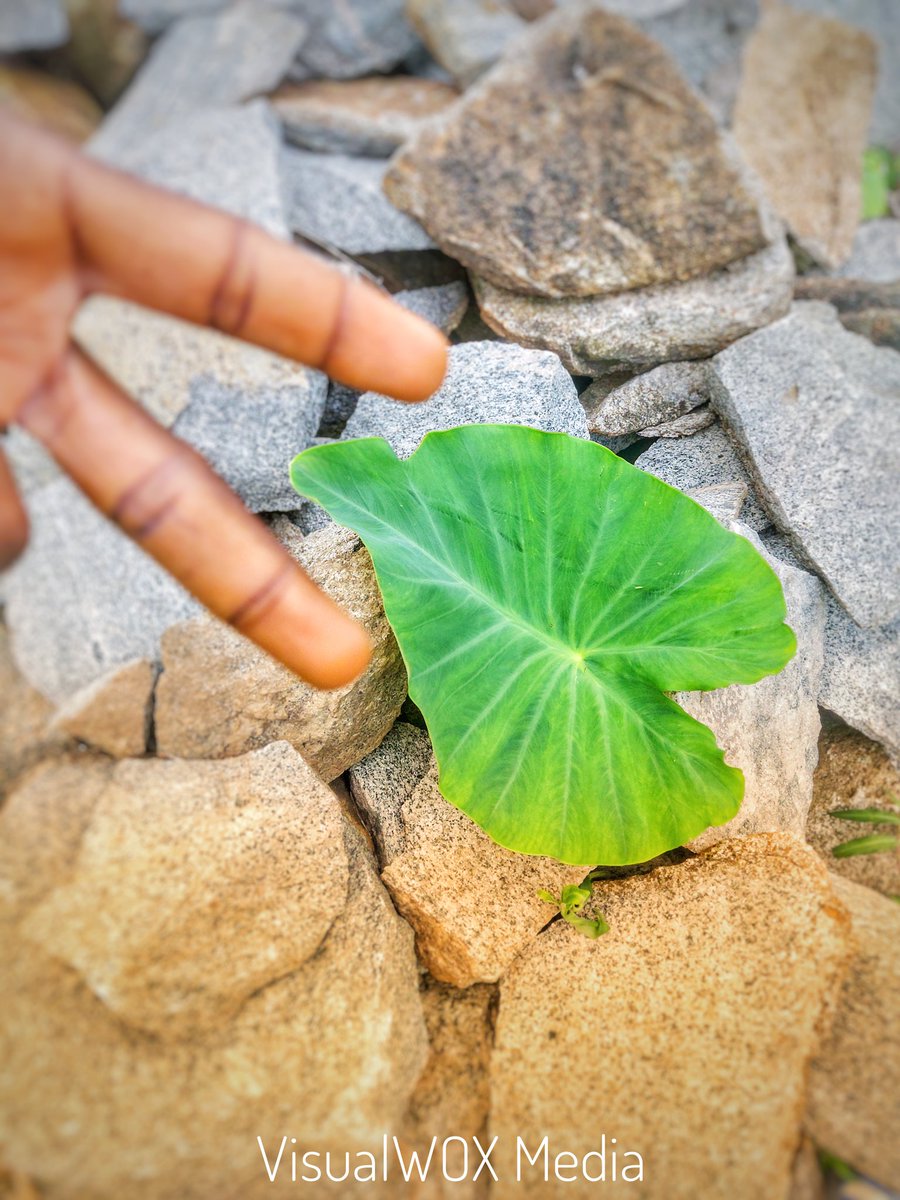 victoralokan's tweet image. I Victor 'BloggerJay' Alokan, decided To Start Taking Pictures With My Phone Every and Editing Them Too and I'll Be Positing Them Everyday Starting from Today. Encourage me by Liking and Commenting. Thanks

#MobilePhotography
#VictorAlokan
#BloggerJay
#VisualWOXMedia
#TheJourney