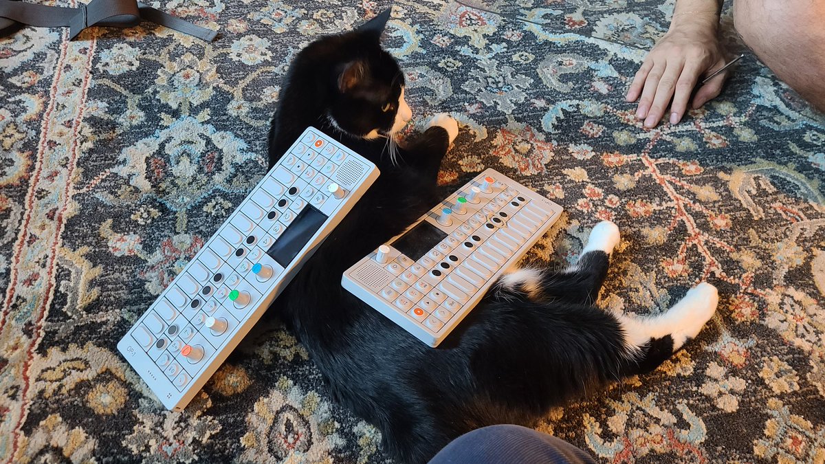 Cat Geography tweet media