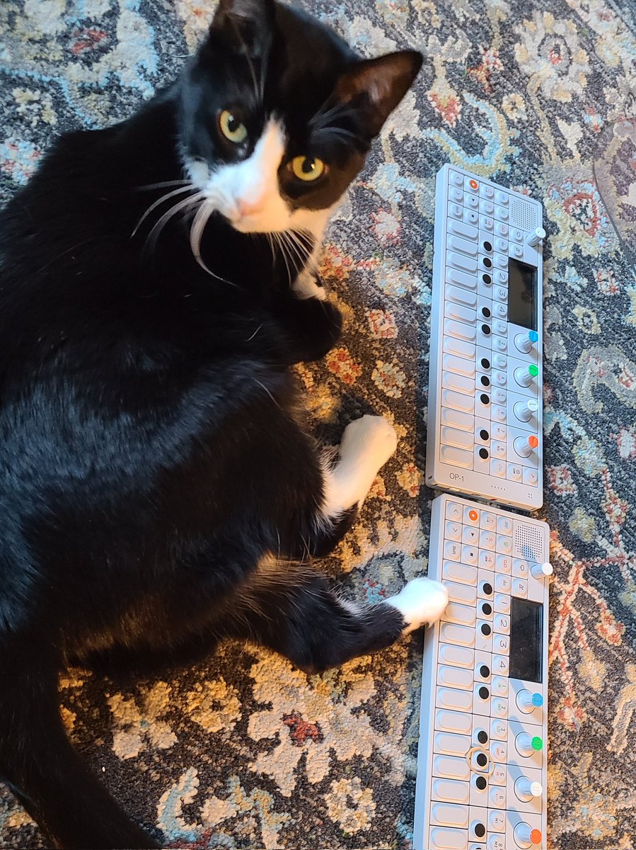 Cat Geography tweet media