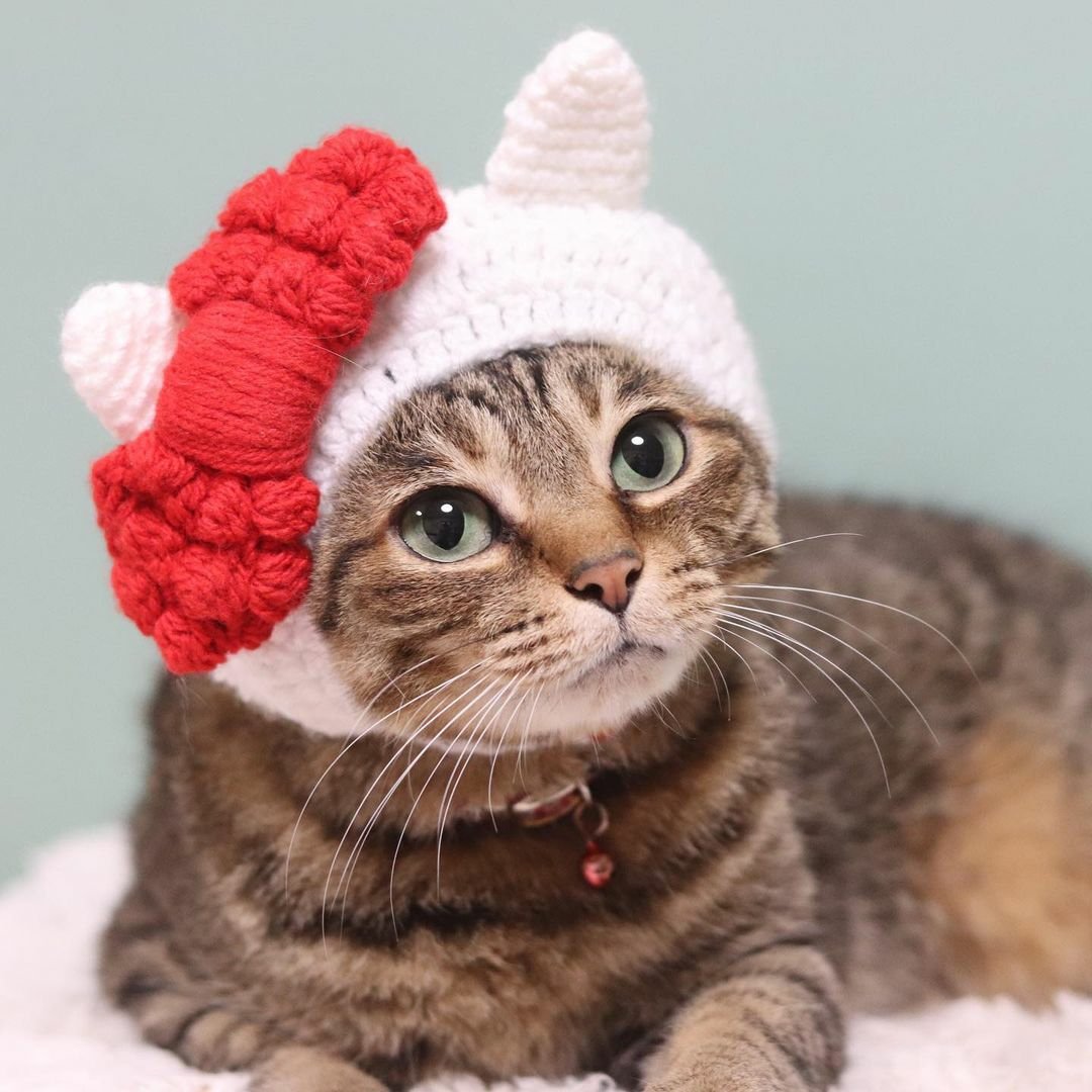 adrianarosadea3's tweet photo. Todo paciente tem um lado de perseverança, por isso tem a paciência. #cat #gatinho #gatto #lovecat #gato #gatito #meow #miau https://t.co/Ihl62UPmCH