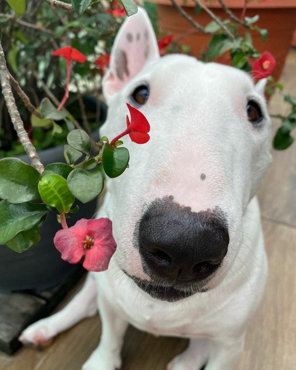 adrianarosadea3's tweet photo. A coragem é manifesta na ação! #perrito #dog #bullterrierlove #bullterrier #cachorro #auau #pet #lovedog https://t.co/nOUBG6OMeO
