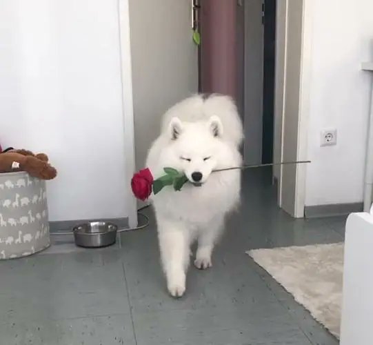 good morning!I woke up and carry some presents for everyone！#hqrp