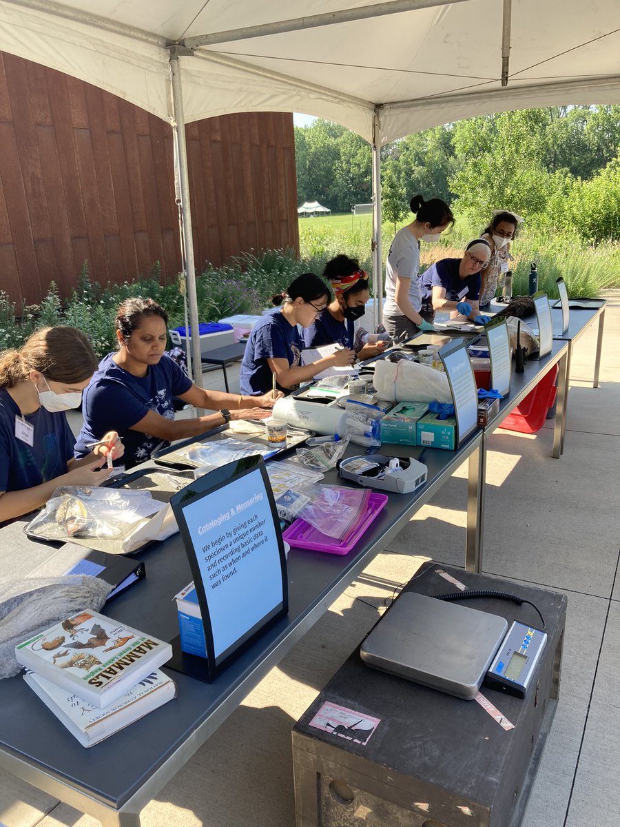 DrHolly's tweet photo. Today the team prepped a northern flicker, American robins, cedar waxwings and 2 river otters. Lots more in store through the rest of the week including more birds, herps and plants! Expeditions continues at the @BellMuseum through Saturday July 16! https://t.co/0pjVAMvb3s