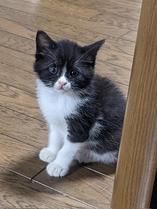 Twitterのコスプレ画像10