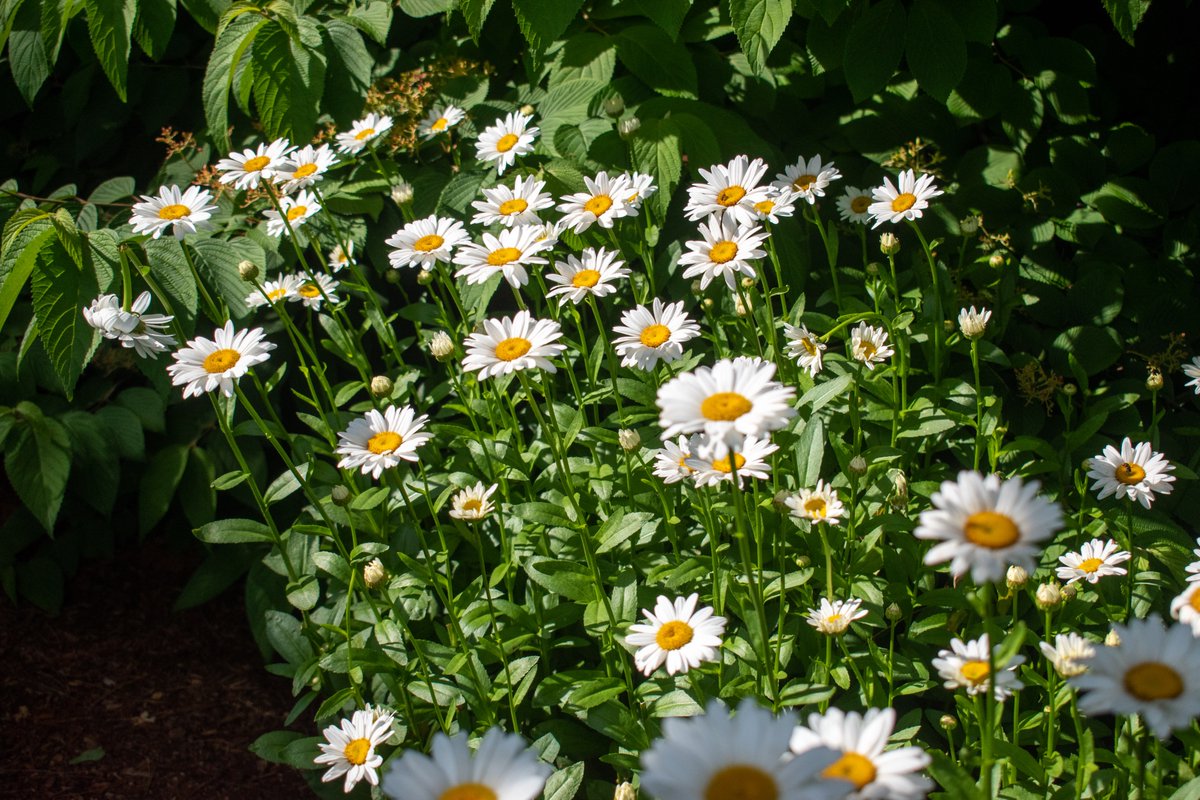 Summer Bloomin' ⛱️😊🕶️😀🌻🌞📸🌼🌅⛅️ #boston #mass #southshore #summerlovin #nftdropsoon #nftdrop #nftdrops #pictureperfect #beautiful #pretty #flowers #springsprung #Perfection
