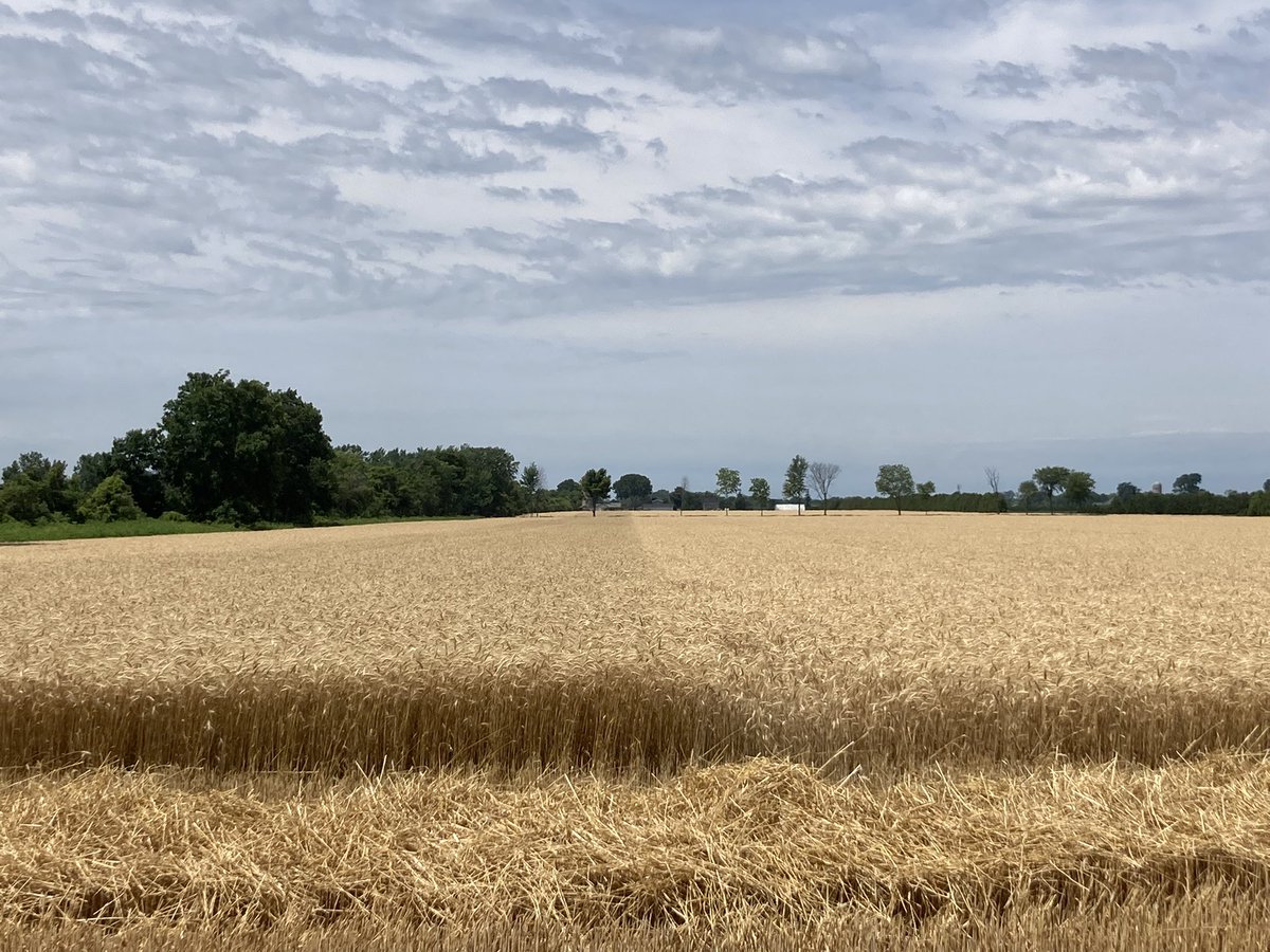 DivitarisS's tweet image. Miravis Ace shining in the field and giving Essex county growers 10 bushels over the untreated! @syngentacanada #fieldperformance