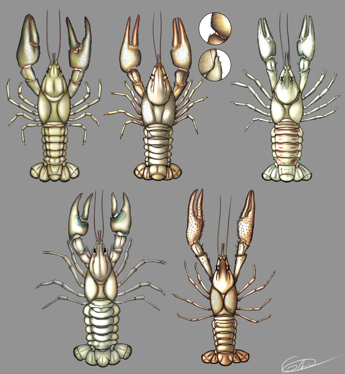 guyveluwi's tweet photo. Apparemment c'est le #PortfolioDay !

Alors, je suis Grech, illustrateur avec une auto-entreprise dans le dessin scientifique, ainsi que titulaire du Master Sciences de la Mer à Sorbonne Université.

https://t.co/1kIg9FkocU
https://t.co/Fp2r7ugeLQ https://t.co/vn7nzs5ny4