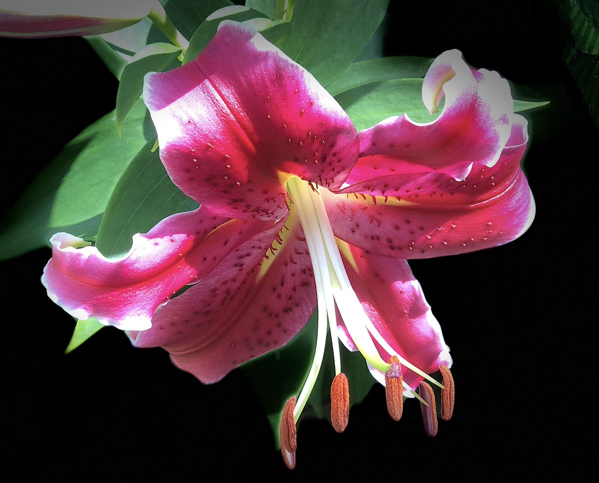 Stargazer Lily returns in our Davenport, Iowa garden. <a href="/weatherchannel/">The Weather Channel</a> #lily