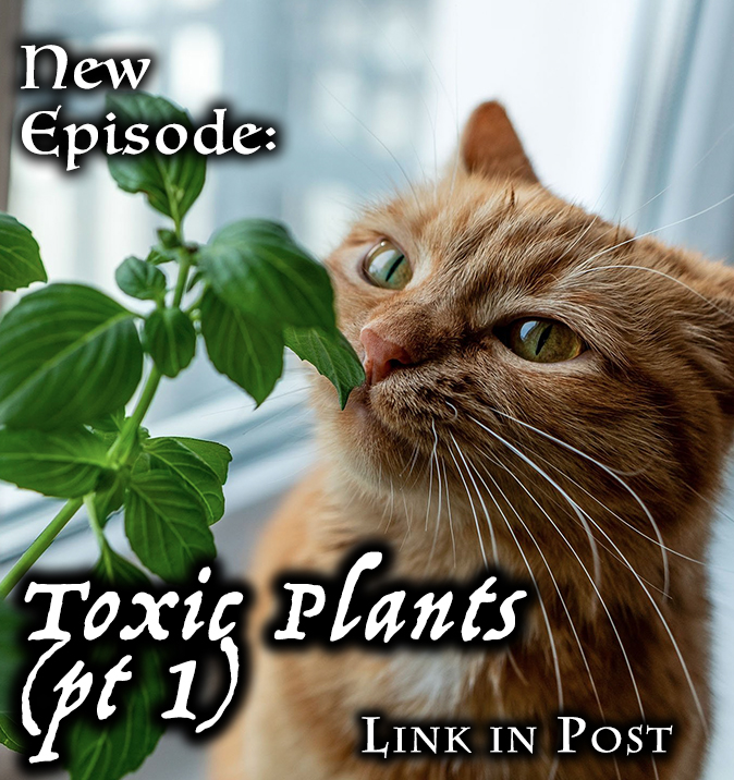 KittenKPod's tweet photo. https://t.co/unixcv6PRD

There are a lot of plants that could cause your #kitty to experience health issues if she were to eat them. We'll cover these plants throughout season two. This is part one of the series. #cats #CatsOfTwitter #podcastlift https://t.co/B8JM94Ok1K