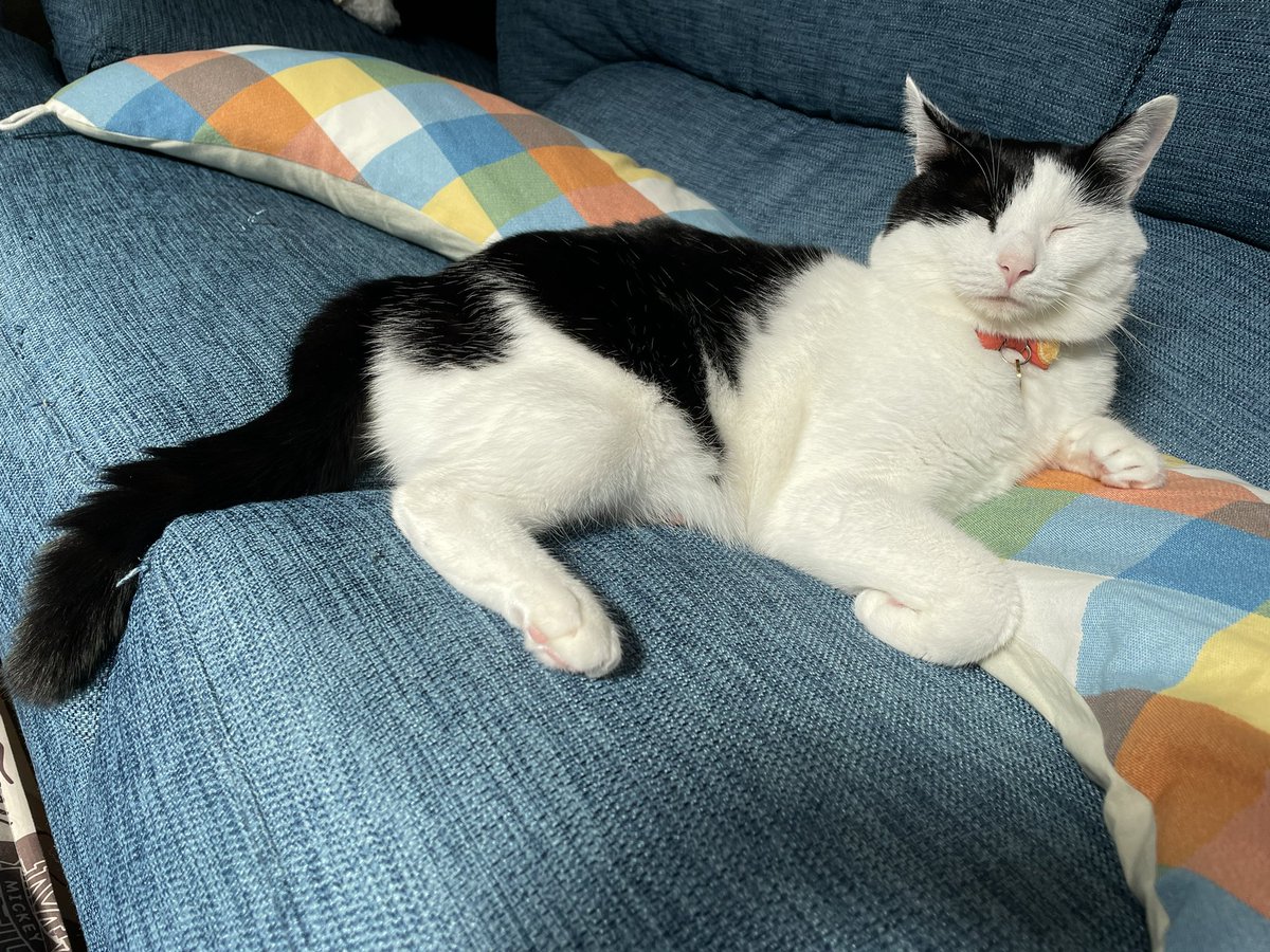 Roi_1230's tweet photo. ソファーとクッションを独り占め❤️

#ねこ #ネコ #猫 #にゃんこ
#保護猫 #ハチワレ
#猫好きさんと繋がりたい https://t.co/IvOlQ9jT5s
