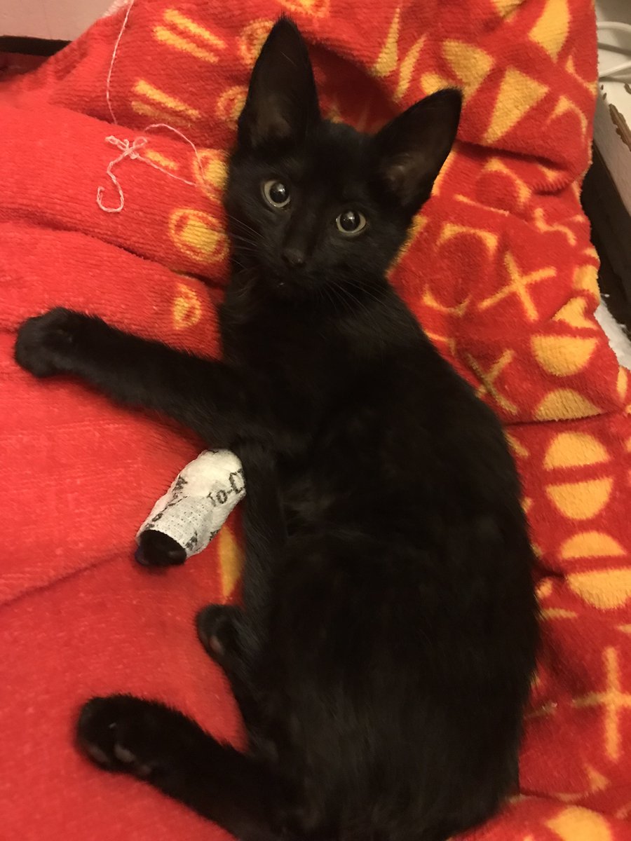 Houston Cares Animal Rescue tweet media