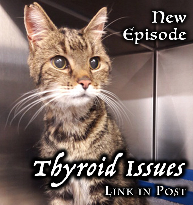 KittenKPod's tweet photo. https://t.co/IebIUN5FCw

Middle-aged and senior #cats often develop issues with their thyroid as they get older. We'll cover them in this episode, as well as how they're treated and how to help your kitty live a full life around her condition. #catsoftwitter #podcastlift https://t.co/Yb721Vq99z