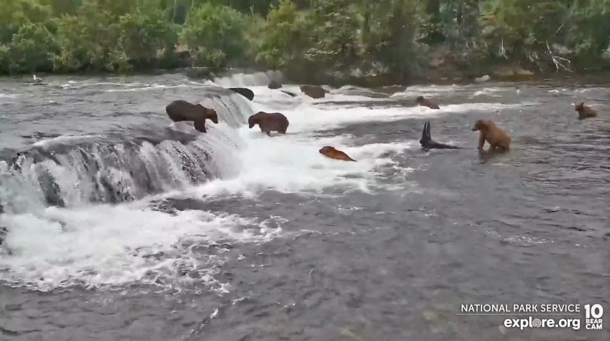 クマめっちゃいる アラスカで熊がシャケをとって食べるライブカメラがすごい かあちゃんが真面目にシャケ取ってるのに小熊が遊んでる Togetter