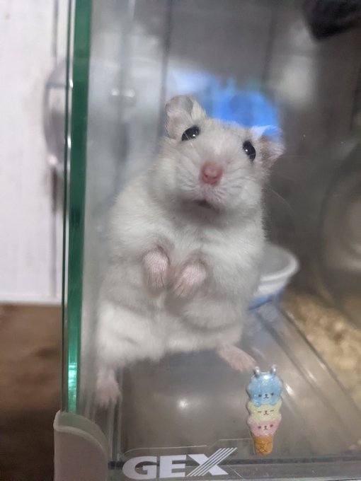 Twitterのコスプレ画像36